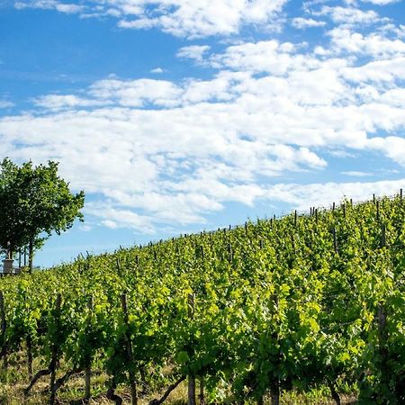 Апартаменты Weingut Knauer Деттельбах Экстерьер фото